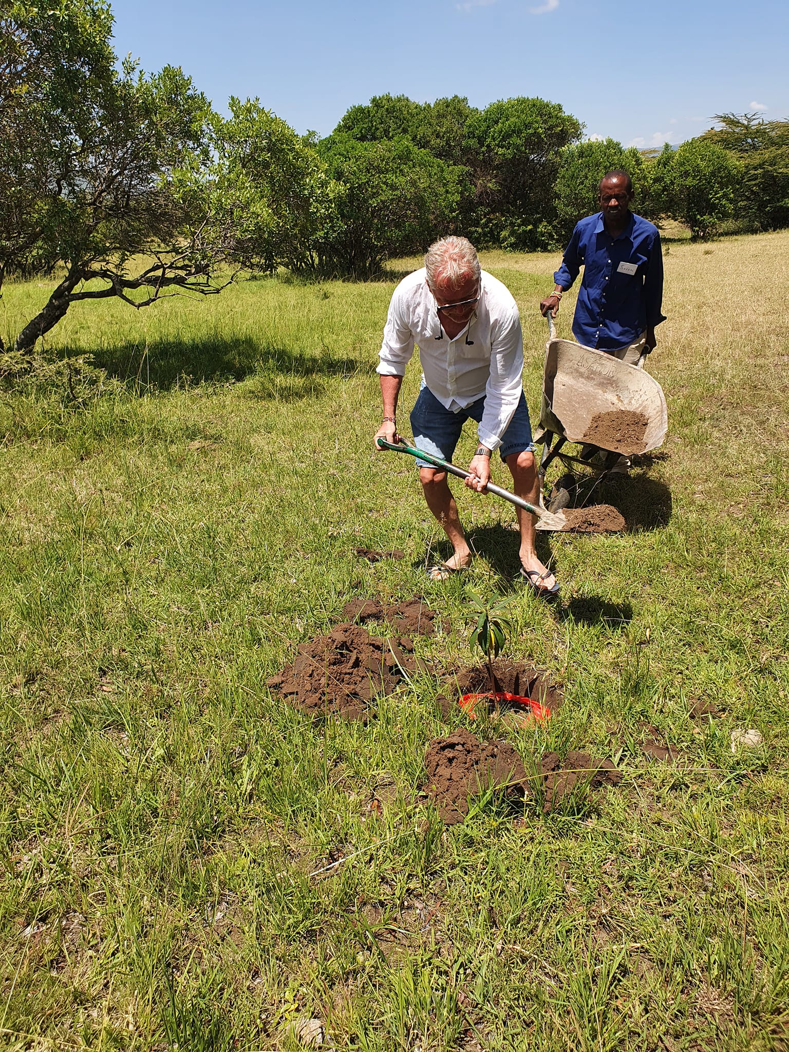 Tree planting