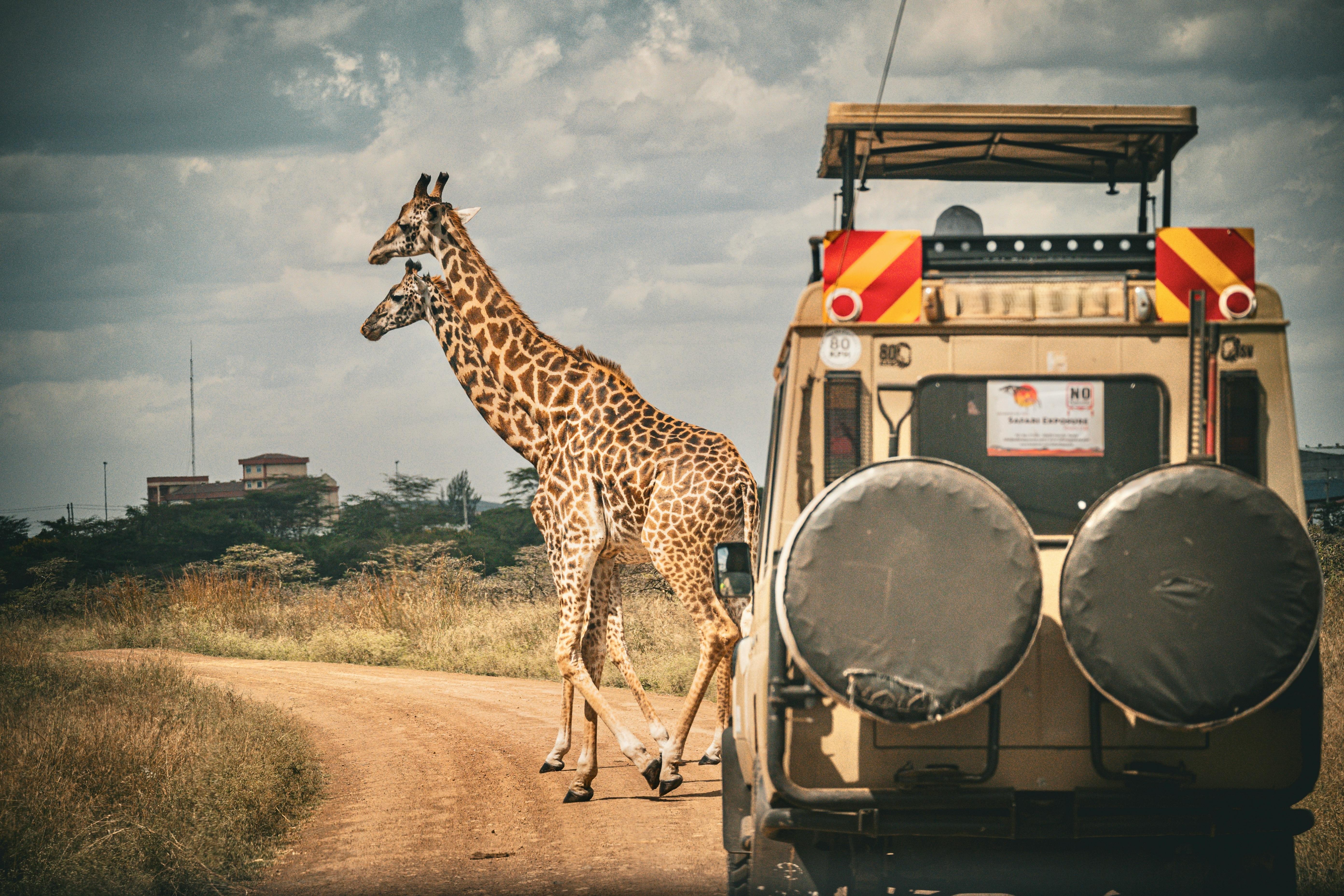 Game Drive